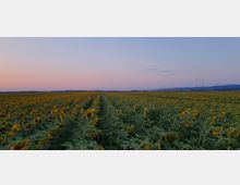 Sunflower Field