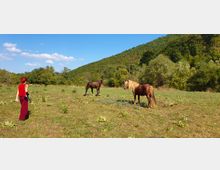 Horse Ranch by the Lake