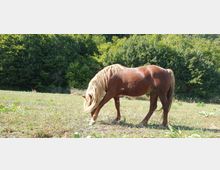 Horse Ranch by the Lake