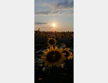 Sunflower Field